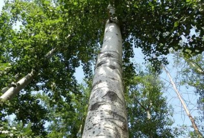 什么树苗长得快又值钱 农村现在种什么树前景好效益快