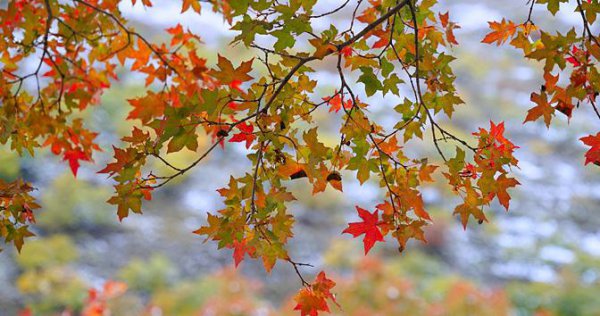 什么树苗长得快又值钱