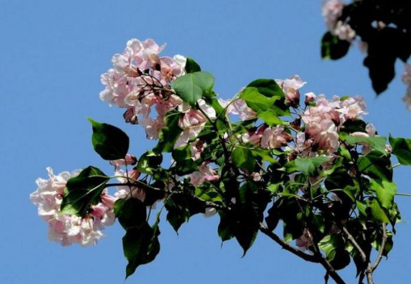 什么树苗长得快又值钱