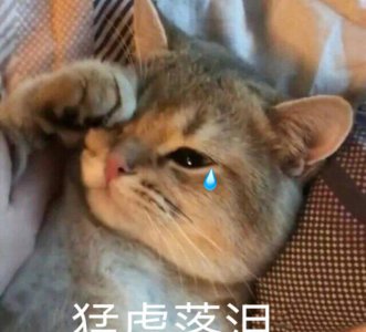 猫咪绝育的好处坏处分析 到底要不要给公猫做绝育