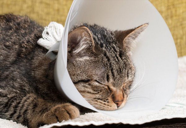 猫咪绝育的好处坏处分析