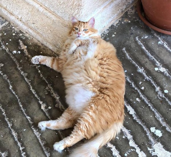 猫咪绝育的好处坏处分析