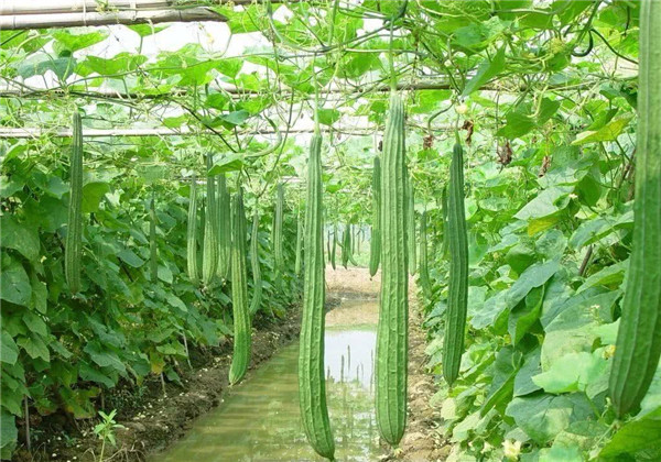 丝瓜什么时候种植最好