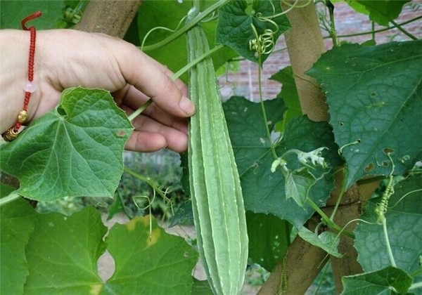 丝瓜什么时候种植最好