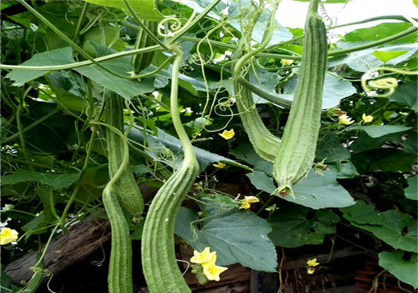 丝瓜什么时候种植最好