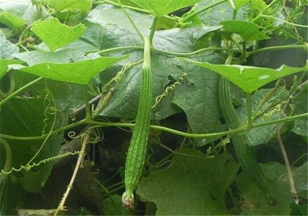 丝瓜什么时候种植最好