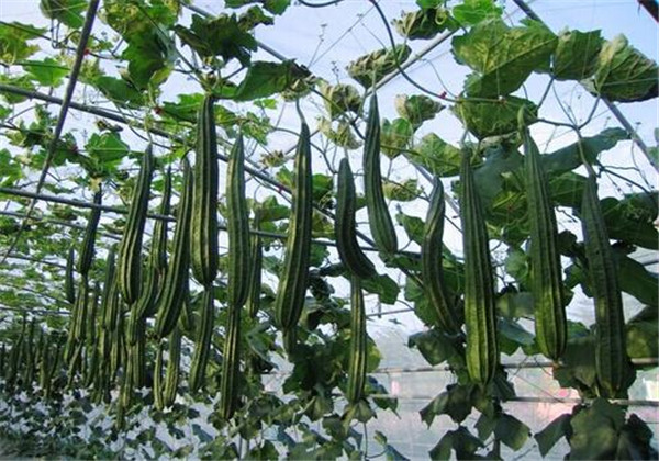 丝瓜什么时候种植最好