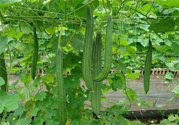 丝瓜什么时候种植最好