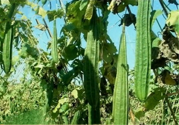 丝瓜什么时候种植最好