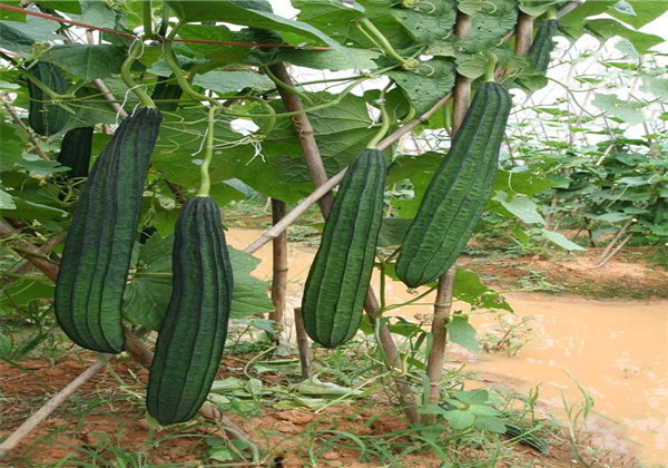 丝瓜什么时候种植最好
