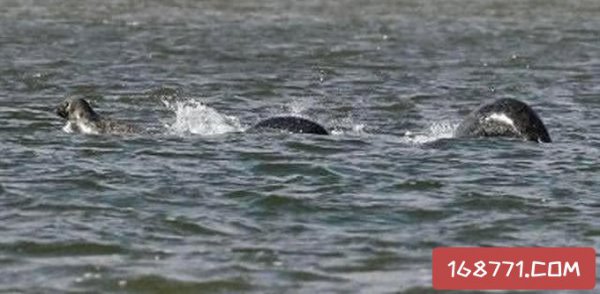 世界上唯一一只恐龙在哪里