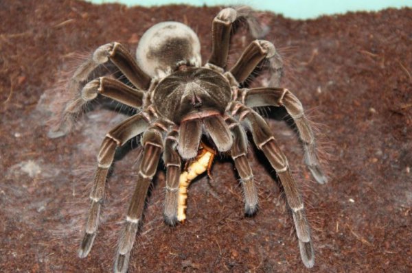 热带雨林有什么动物和植物