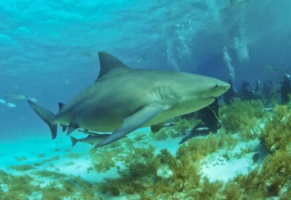 热带雨林有什么动物和植物