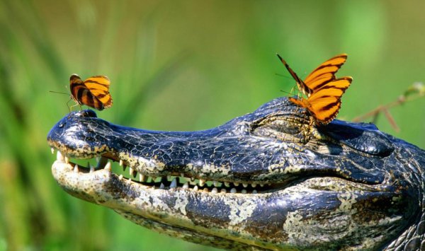 热带雨林有什么动物和植物