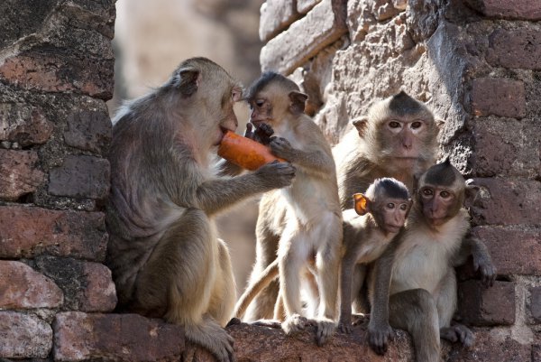 猴子喜欢吃什么