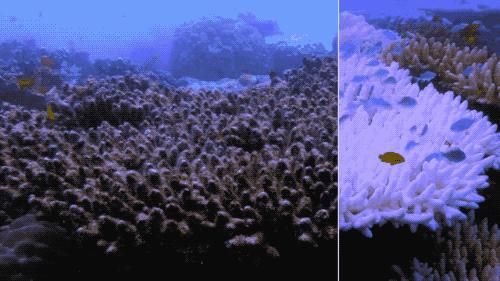 珊瑚是动物还是植物