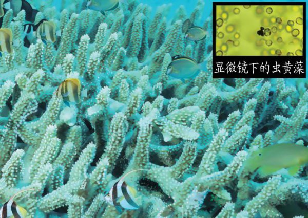 珊瑚是动物还是植物