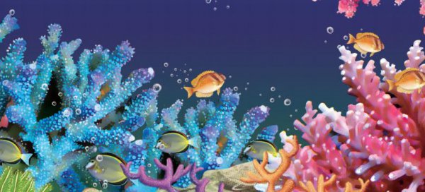 珊瑚是动物还是植物