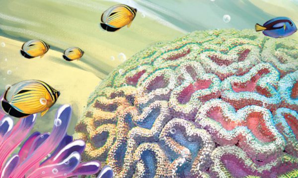 珊瑚是动物还是植物