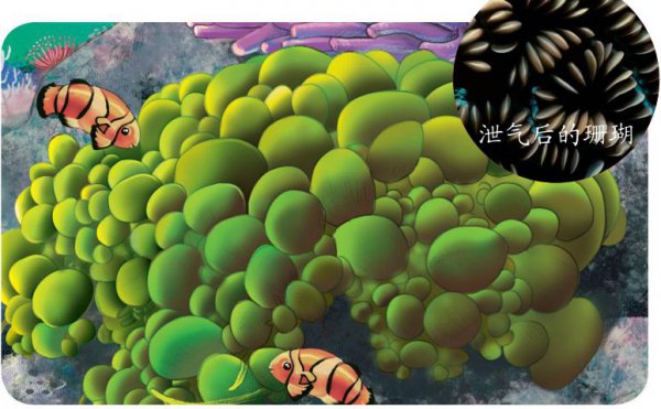 珊瑚是动物还是植物