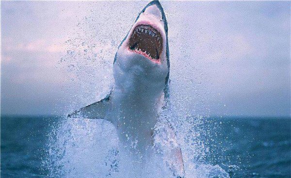 海豚为什么会救人