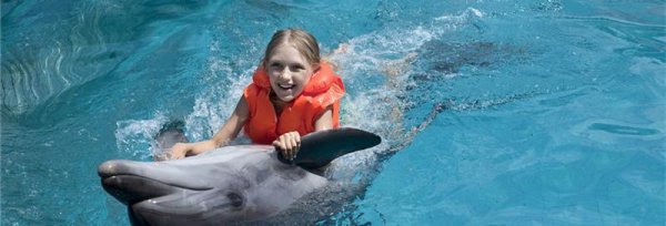 海豚为什么会救人