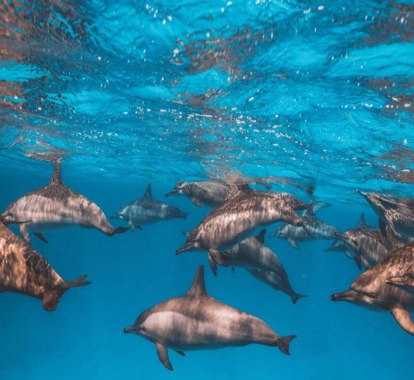 海豚为什么会救人