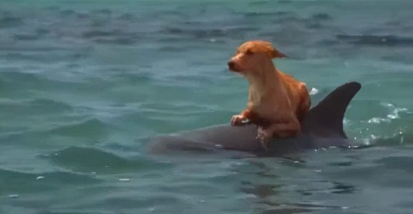 海豚为什么会救人