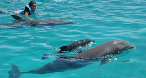 海豚为什么会救人