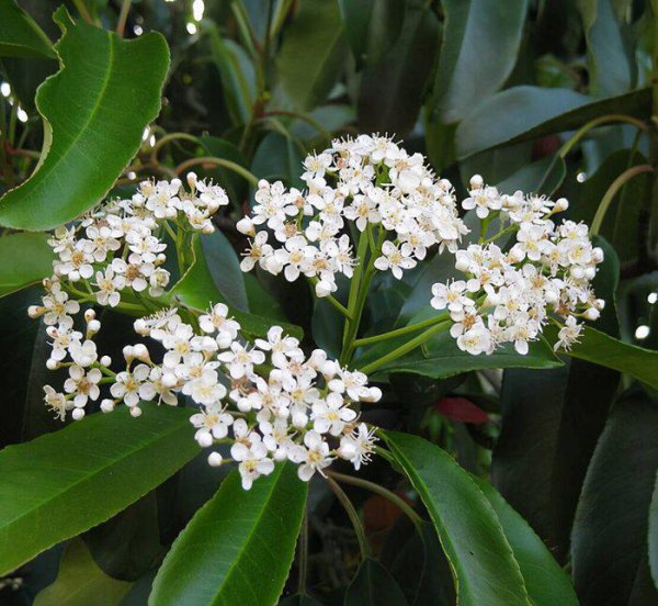 石楠花味道像什么