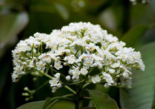 石楠花味道像什么