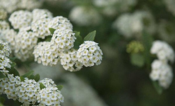 石楠花味道像什么
