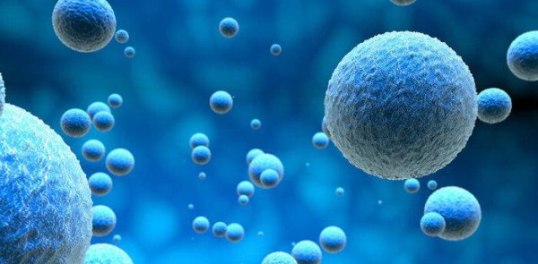 石楠花味道像什么