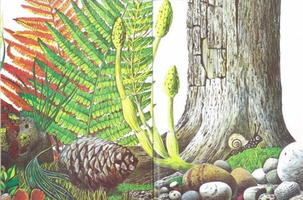 世界上最大的房子绘本故事