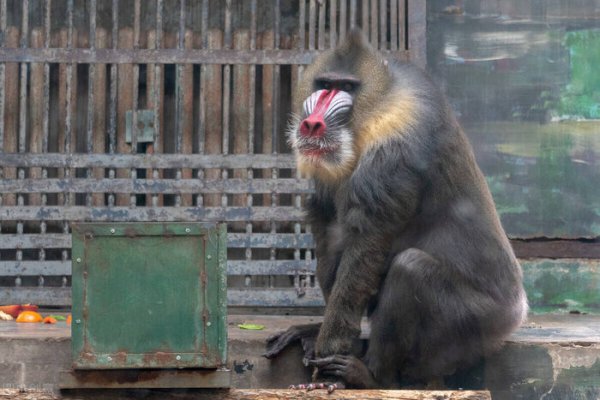 孙悟空是什么猴