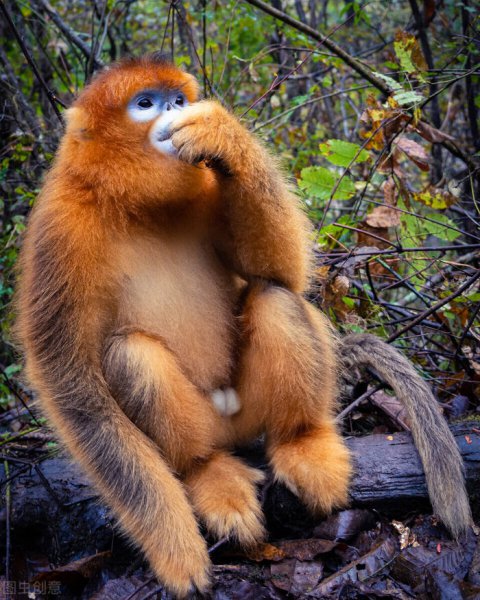 孙悟空是什么猴