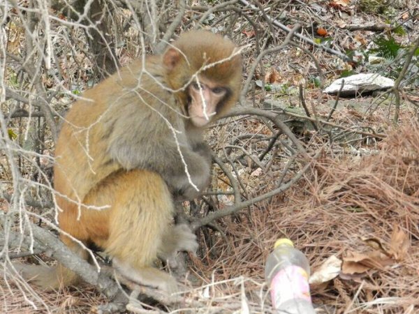 孙悟空是什么猴