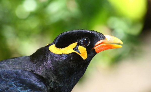 鹩哥喂什么饲料比较好