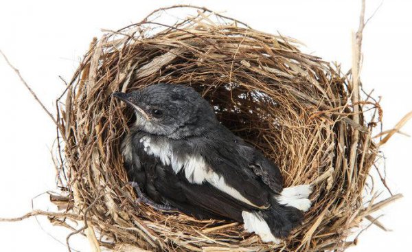 鹩哥喂什么饲料比较好