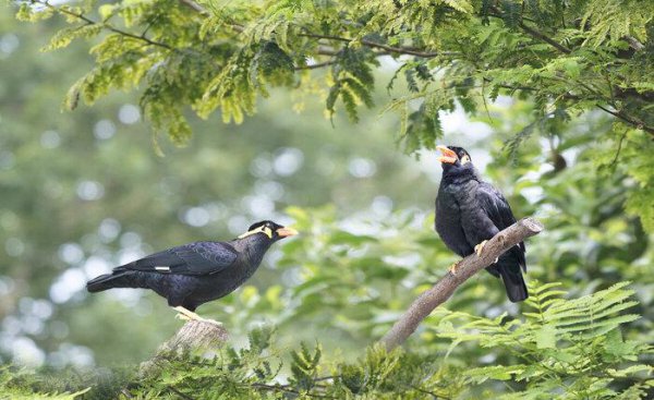 鹩哥喂什么饲料比较好