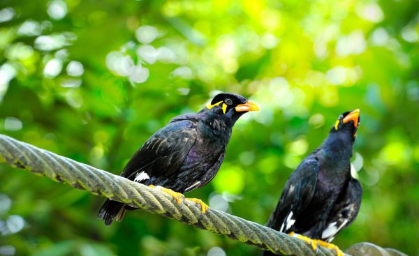 鹩哥喂什么饲料比较好