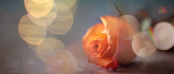 网上说的舔狗是什么意思