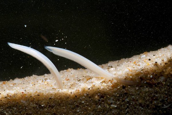 哪个动物没有心脏呢