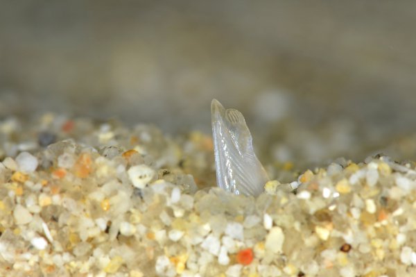 哪个动物没有心脏呢