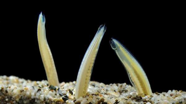 哪个动物没有心脏呢