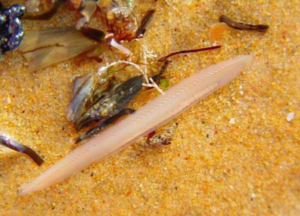 哪个动物没有心脏呢