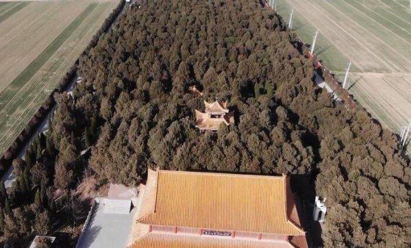 魏冉和芈月是什么关系