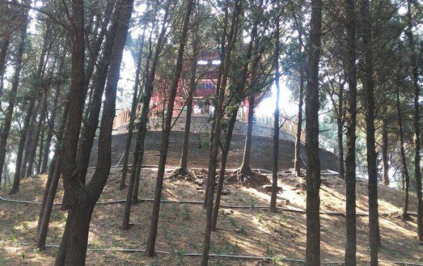 魏冉和芈月是什么关系