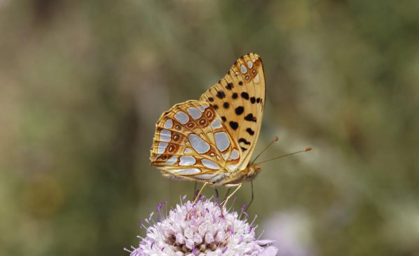 伊索寓言的作者是谁叫什么名字