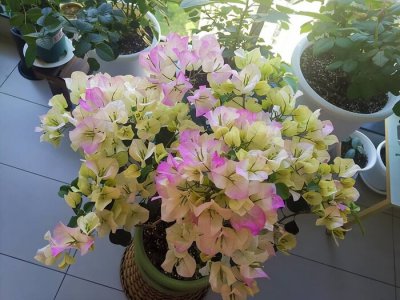 十二星座的守护花是什么花 12星座专属守护植物及花语